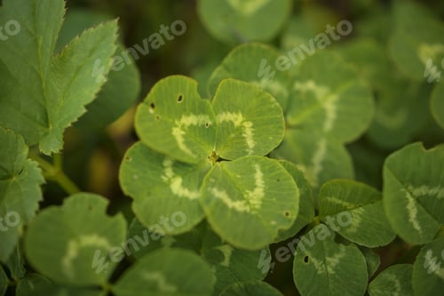 Preview: Closeup shot of beautiful leaf clover grass