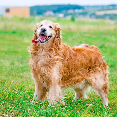 Preview: Golden Retriever
