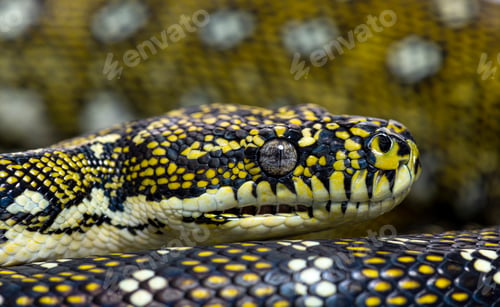 Preview: Head shot of a Diamond python, Morelia spilota spilota
