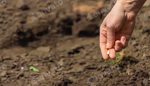 Preview: Young adult woman hand planting pumpkin seeds in fresh dark soil.