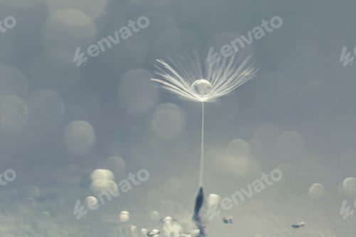 Preview: A dandelion fluff with a drop of water and bokeh. Macro photography.