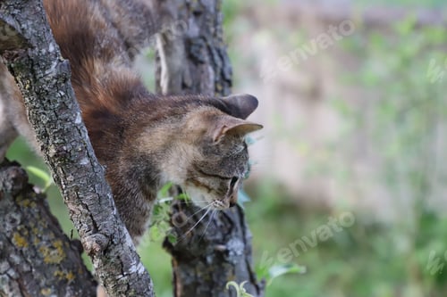 Preview: Kitten on the tree