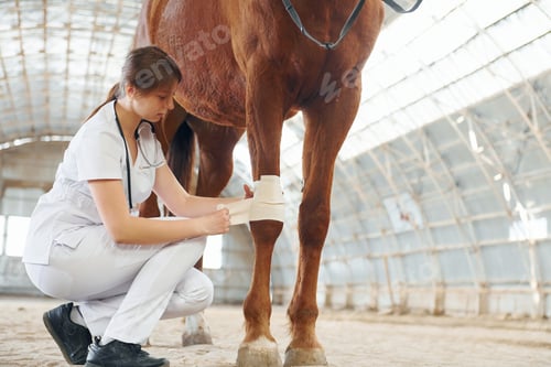 Preview: Damaged knee is getting bandaging. Female doctor in white coat is with horse on a stable