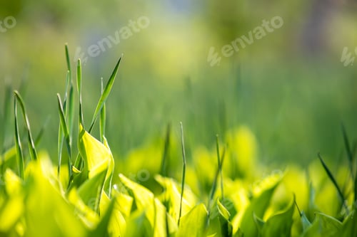 Preview: Closeup of green grass stems on summer lawn.