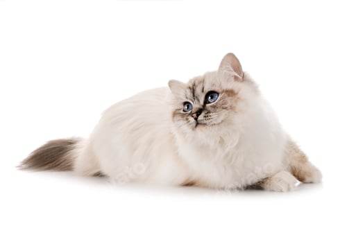 Preview: birman kitten in studio