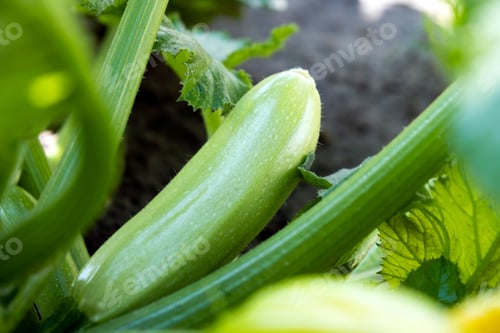 Preview: Fresh ripe young zucchini on bush in garden.