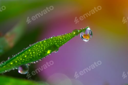 Vista previa: Water Drops on the Grass After the Rain