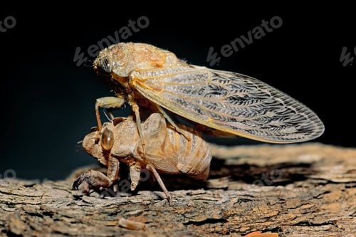 Preview: Cicada shedding its exoskeleton