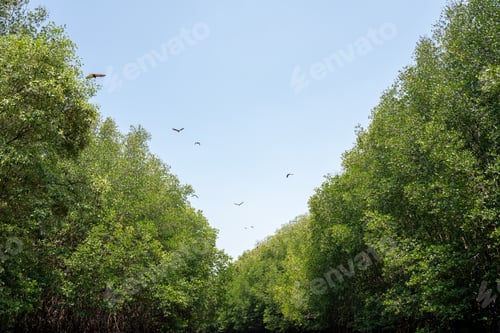 Preview: The mangrove biome, Mangroves protect against extreme weather and disasters
