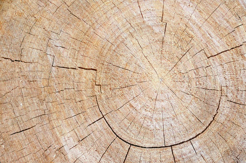 Preview: tree trunk closeup details ring wood