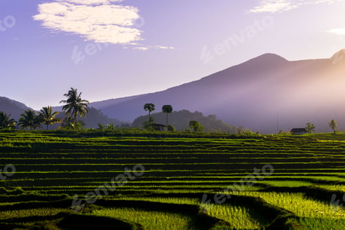 Preview: Beautiful morning view indonesia Panorama Landscape paddy fields