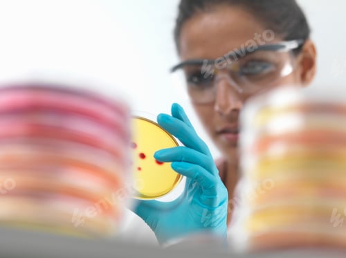 Preview: Close up of female scientist examining cultures in petri dish in microbiology lab