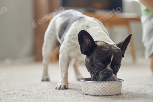 Preview: French Bulldog Eating from Bowl Indoors during Daytime at Home