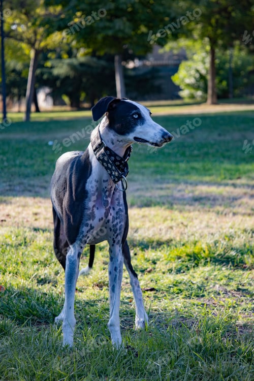 Preview: Black and white dog with a collar standing on green grass in a park on a sunny day