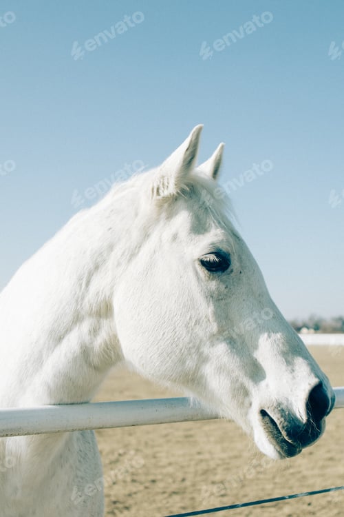 Preview: Vertical shot of a white beautiful horse standing closeup to a metal railing at a ranch