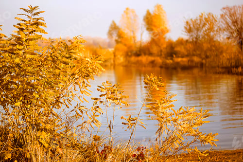 Preview: Autumn trees on the river's coast