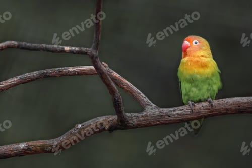 Preview: lovebirds, lover bird, lovely