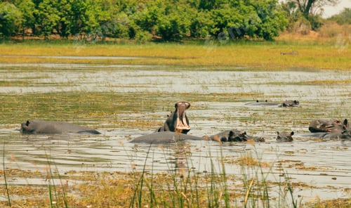 Preview: Hippos basking in the waters of a serene national park in Botswana during a sunny day