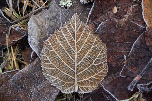 Preview: Sparkling Winter Leaf in Frost