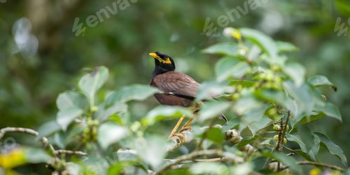 Preview: Indian myna and the natural habitat.