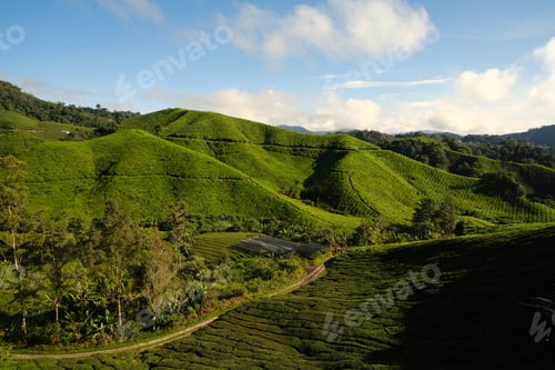 Preview: Scenic Hill Tea Plantation