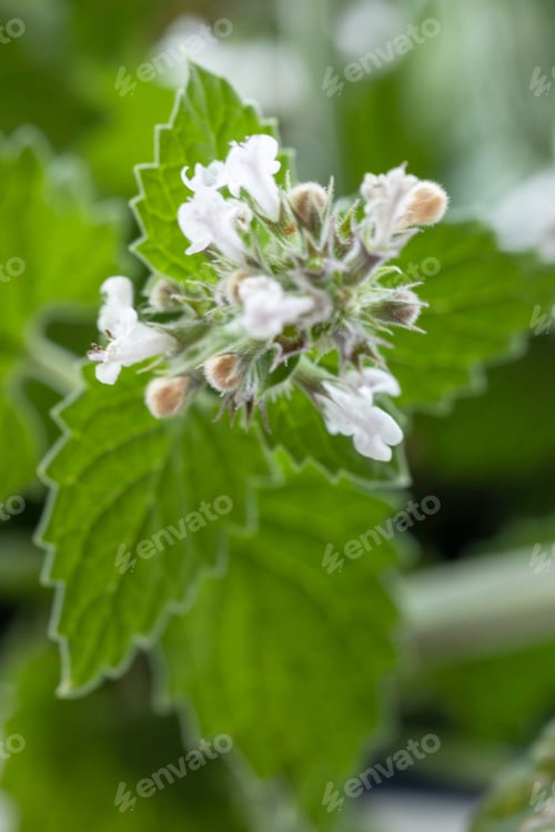 Preview: Mint. Green mint close up. Fresh mint macro background.