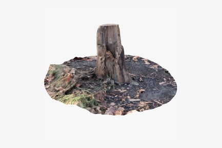 Preview: Weathered Oak Stump with Roots