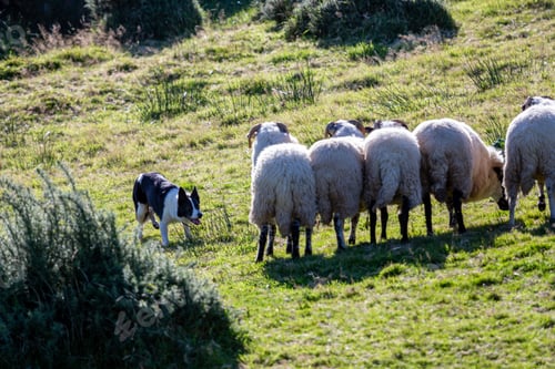 Preview: Flock of sheep chased by the dog in the meadows
