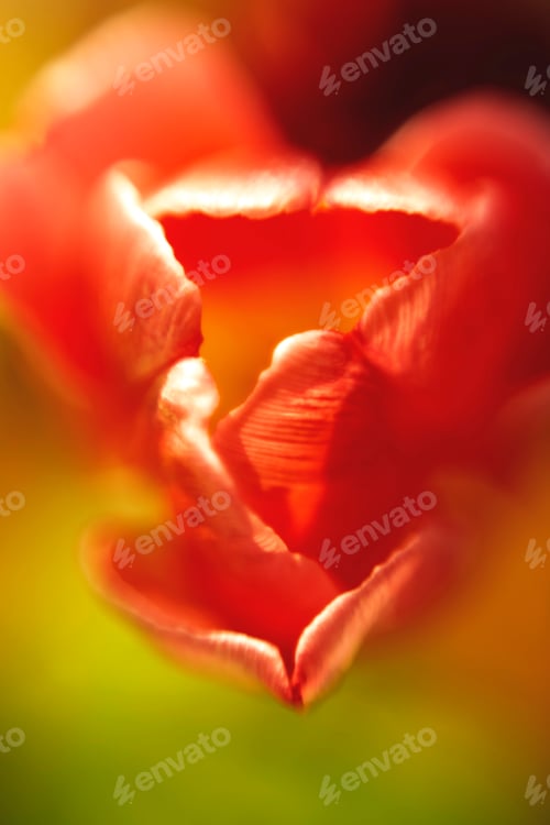 Preview: Tulip texture close up. Springtime concept