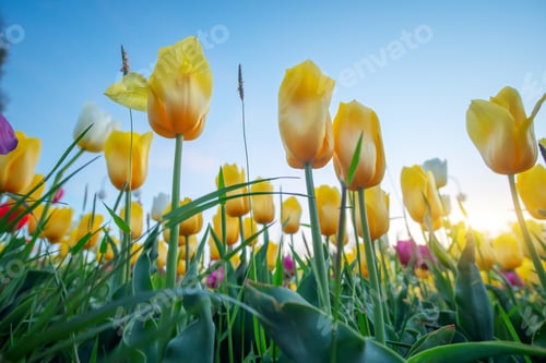 Preview: Tulips on sky background during the sunset.
