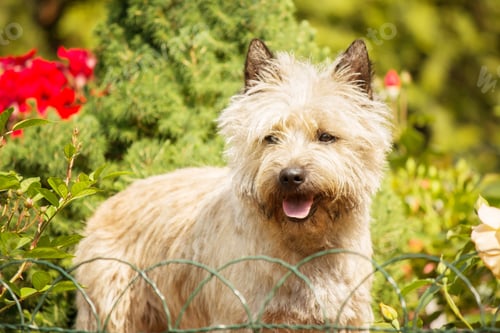 Preview: Cute cairn terrier dog on green grass in the park on a sunny day. Terrier dog breed