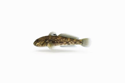 Preview: Spotted Goby Fish