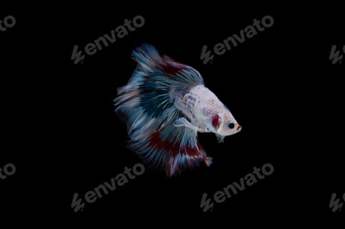 Preview: Beautiful colorful of siamese betta fish