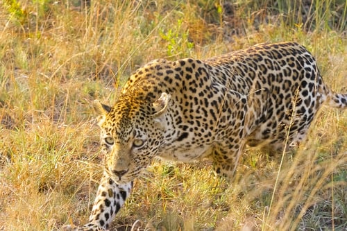 Preview: Observant leopard walking on dry grass