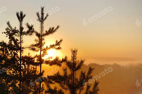 Preview: Tranquil Sunrise Through the Silhouette of Pine Trees