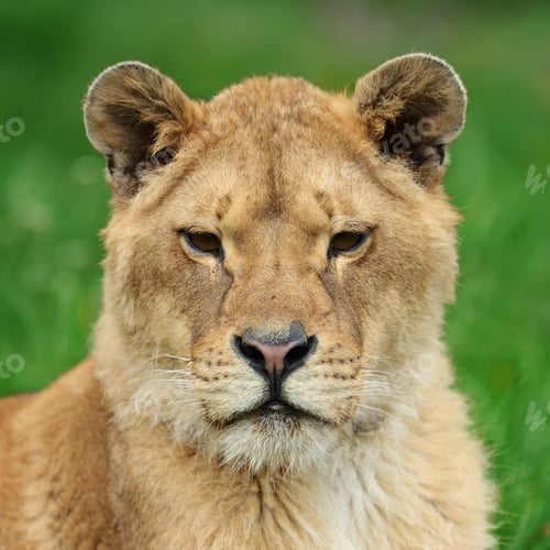 Preview: Lion in green grass