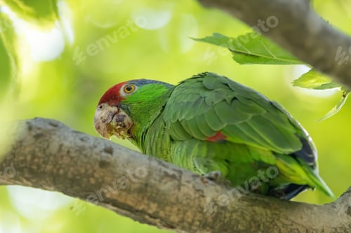 Preview: Vibrant green parrot perched on a tree branch with a blurred green background