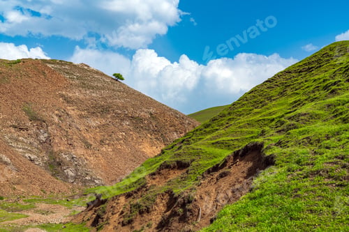 Preview: Lonely tree on a mountainside in ravine