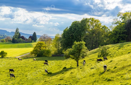 Preview: A herd of cows graze on a hill with a meadow and trees