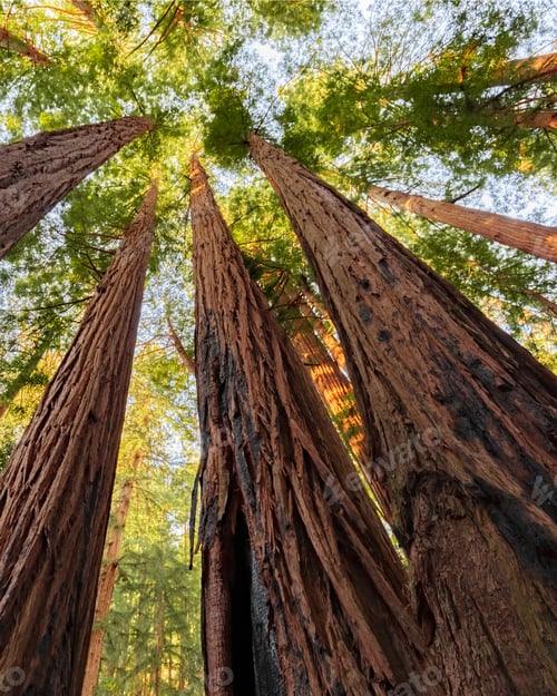 Preview: Tall redwood trees