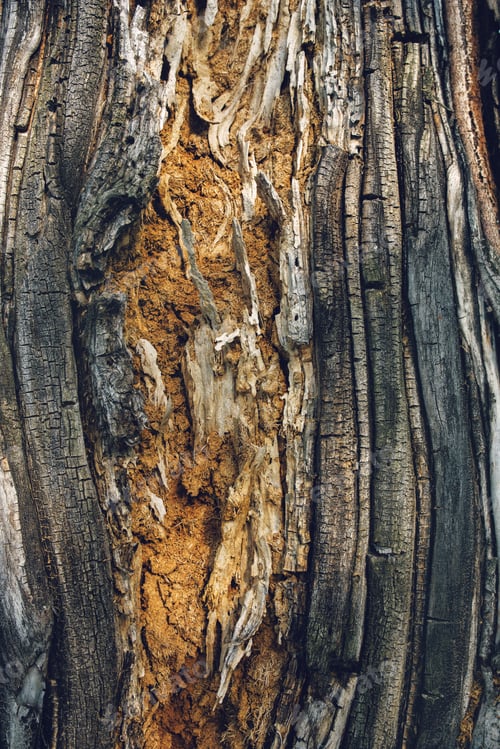 Preview: Old maple tree bark texture