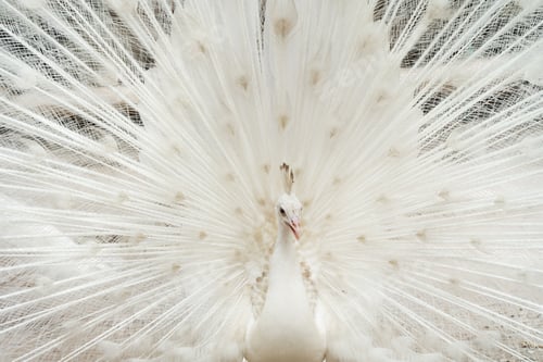 Preview: Peacock bird displaying out spread tail feathers with colorful plumage in zoo park. Wild animal.