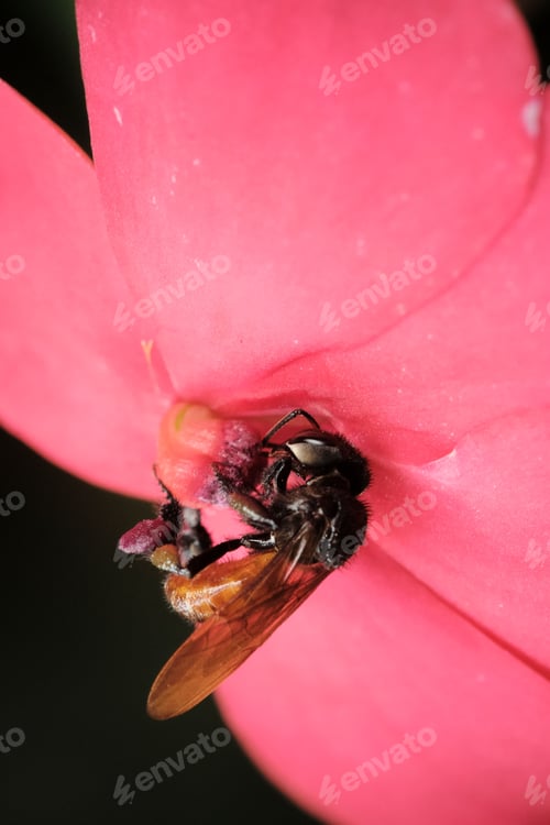Preview: a large, pretty pink flower with a bee on it