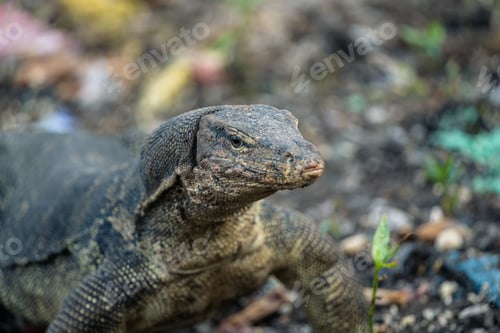 Preview: Face of monitor lizard (Varanus)