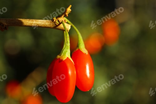 Preview: Branch with ripe fresh goji berries in garden
