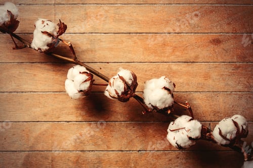 Preview: Cotton branch on wooden table