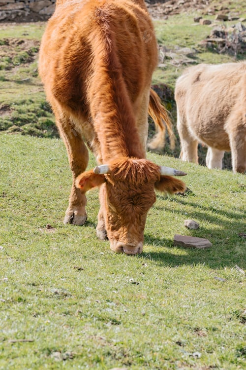 Preview: Asturian breed cow grazing in the bush.