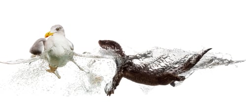 Preview: European Otter swimming to an European Herring Gull gooing away