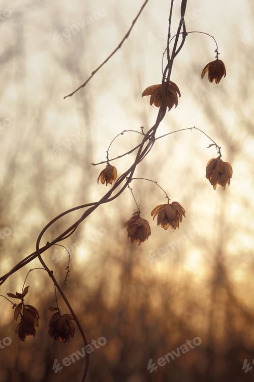 Preview: Vertical macro shot of hops against the blurry view of branches and the sunset