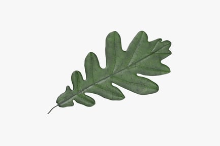 Preview: Green Oak Leaf with Lobed Edges